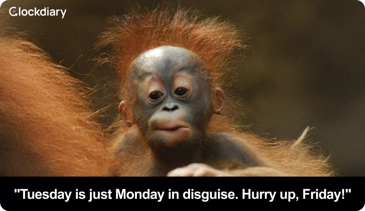 Tuesday is just Monday in disguise. Hurry up, Friday!